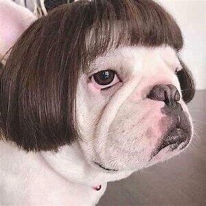 Kitty Wig Brown Bob New in Package Ooh La La!